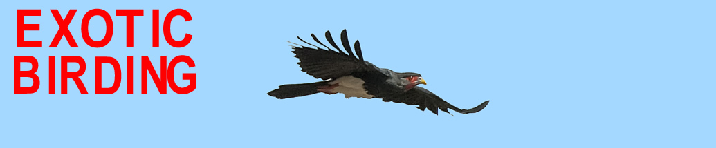 Exotic Birding Tours & Bird Photo Tours - Red-throated Caracara in Guyana - © Laura L Fellows & Exotic Birding LLC