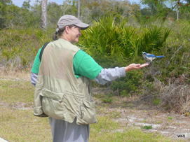 Laura Fellows with Florida Scrub Jays in Florida - In Memorium Laura Fellows with Florida Scrub Jays in Florida - In Memorium