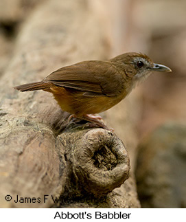 Abbott's Babbler - © James F Wittenberger and Exotic Birding LLC