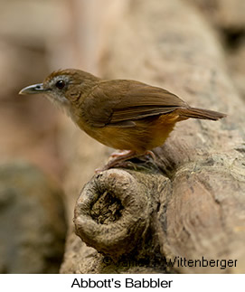 Abbott's Babbler - © James F Wittenberger and Exotic Birding LLC