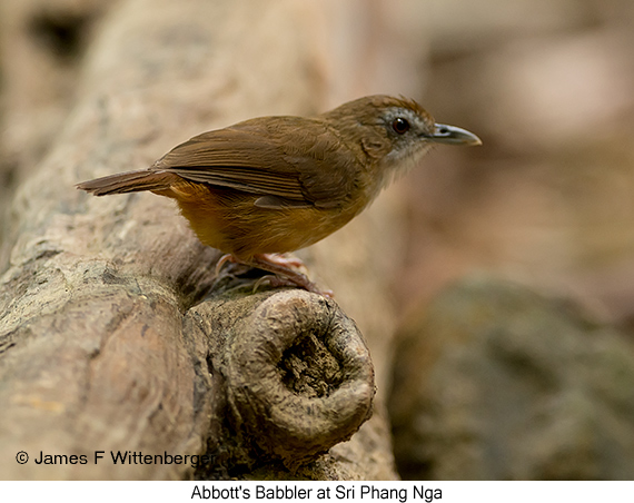 Abbott's Babbler - © James F Wittenberger and Exotic Birding LLC