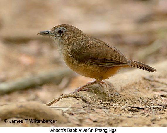 Abbott's Babbler - © James F Wittenberger and Exotic Birding LLC