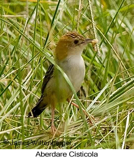 Aberdare Cisticola - © James F Wittenberger and Exotic Birding LLC