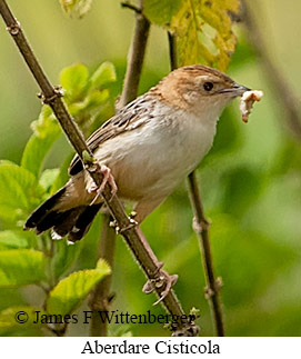 Aberdare Cisticola - © James F Wittenberger and Exotic Birding Tours Aberdare Cisticola - © James F Wittenberger and Exotic Birding Tours