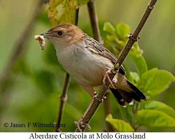 Aberdare Cisticola - © James F Wittenberger and Exotic Birding LLC