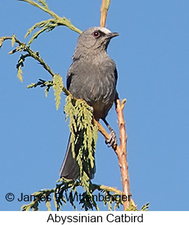 Abyssinian Catbird - © James F Wittenberger and Exotic Birding LLC Abyssinian Catbird - © James F Wittenberger and Exotic Birding LLC