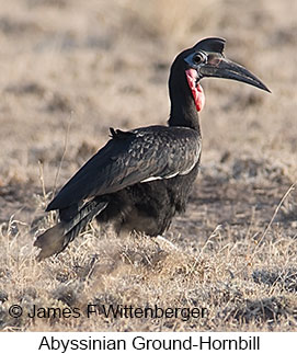 Abyssinian Ground-Hornbill - © James F Wittenberger and Exotic Birding LLC Abyssinian Ground-Hornbill - © James F Wittenberger and Exotic Birding LLC