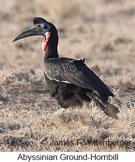 Abyssinian Ground-Hornbill - © James F Wittenberger and Exotic Birding LLC