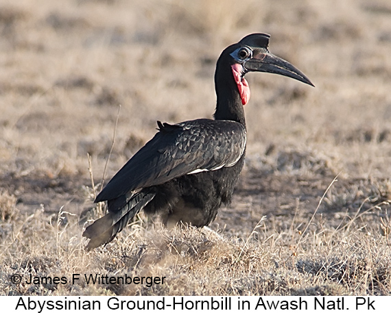 Abyssinian Ground-Hornbill - © James F Wittenberger and Exotic Birding LLC