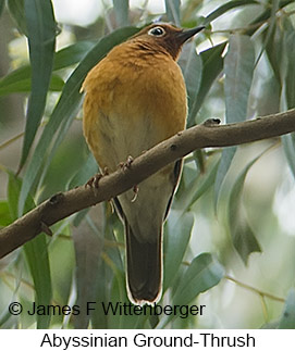 Abyssinian Ground-Thrush - © James F Wittenberger and Exotic Birding LLC Abyssinian Ground-Thrush - © James F Wittenberger and Exotic Birding LLC