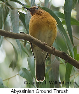 Abyssinian Ground-Thrush - © James F Wittenberger and Exotic Birding LLC