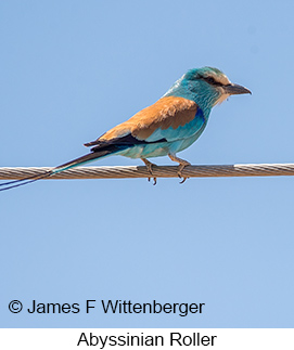 Abyssinian Roller - © James F Wittenberger and Exotic Birding LLC Abyssinian Roller - © James F Wittenberger and Exotic Birding LLC