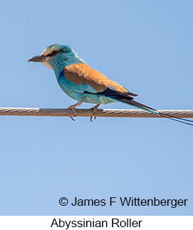 Abyssinian Roller - © James F Wittenberger and Exotic Birding LLC Abyssinian Roller - © James F Wittenberger and Exotic Birding LLC