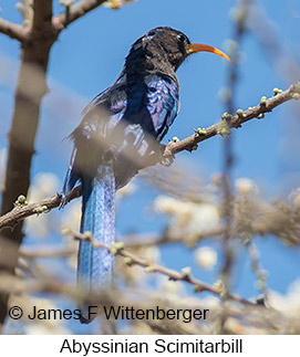 Abyssinian Scimitarbill - © James F Wittenberger and Exotic Birding LLC