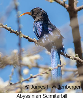 Abyssinian Scimitarbill - © James F Wittenberger and Exotic Birding LLC
