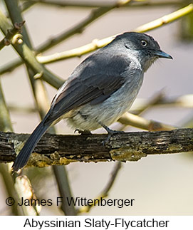 Abyssinian Slaty-Flycatcher - © James F Wittenberger and Exotic Birding LLC