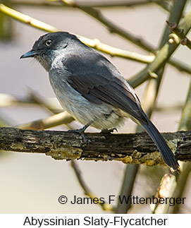 Abyssinian Slaty-Flycatcher - © James F Wittenberger and Exotic Birding LLC Abyssinian Slaty-Flycatcher - © James F Wittenberger and Exotic Birding LLC