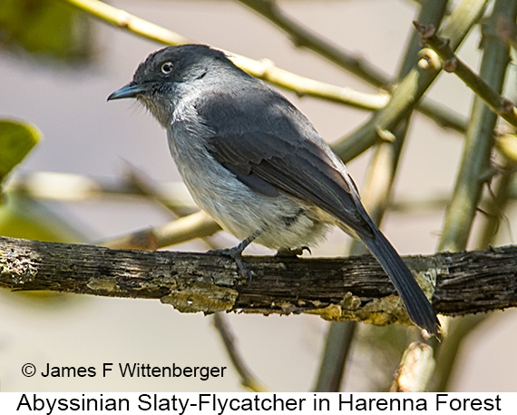 Abyssinian Slaty-Flycatcher - © James F Wittenberger and Exotic Birding LLC