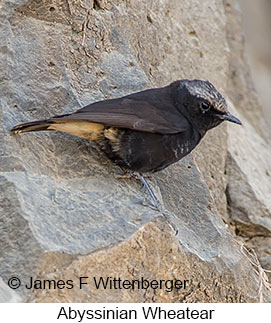 Abyssinian Wheatear - © James F Wittenberger and Exotic Birding LLC Abyssinian Wheatear - © James F Wittenberger and Exotic Birding LLC