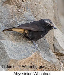 Abyssinian Wheatear - © James F Wittenberger and Exotic Birding LLC