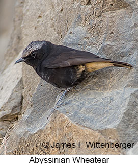 Abyssinian Wheatear - © James F Wittenberger and Exotic Birding LLC