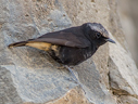 Abyssinian Wheatear - © James F Wittenberger and Exotic Birding LLC