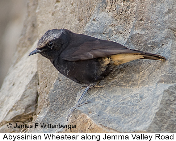 Abyssinian Wheatear - © James F Wittenberger and Exotic Birding LLC