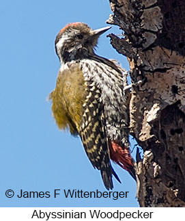 Abyssinian Woodpecker - &copy; James F Wittenberger and Exotic Birding LLC