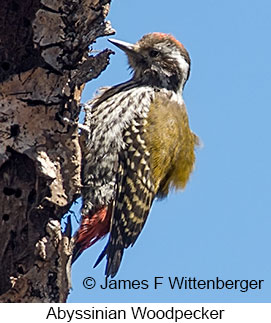 Abyssinian Woodpecker - © James F Wittenberger and Exotic Birding LLC