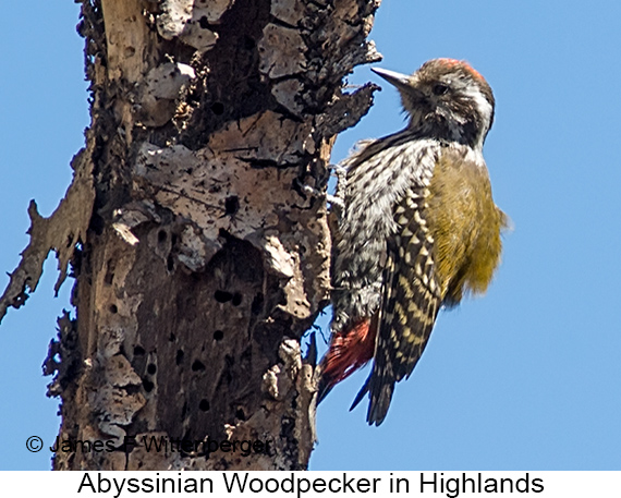 Abyssinian Woodpecker - © James F Wittenberger and Exotic Birding LLC