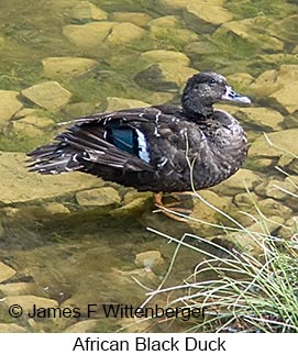 African Black Duck - © James F Wittenberger and Exotic Birding LLC