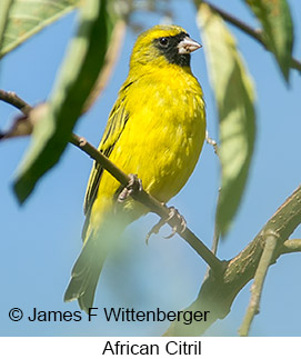 African Citril - © James F Wittenberger and Exotic Birding LLC