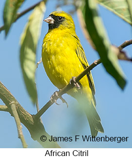 African Citril - © James F Wittenberger and Exotic Birding LLC