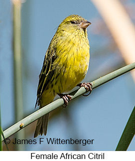 African Citril - © James F Wittenberger and Exotic Birding LLC