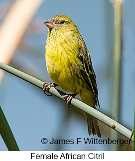 African Citril - © James F Wittenberger and Exotic Birding LLC African Citril - © James F Wittenberger and Exotic Birding LLC