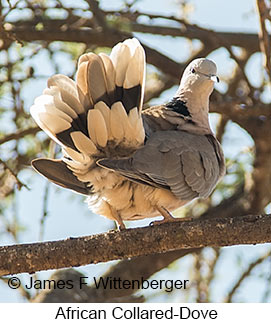 African Collared-Dove - © James F Wittenberger and Exotic Birding LLC African Collared-Dove - © James F Wittenberger and Exotic Birding LLC
