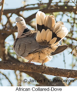 African Collared-Dove - © James F Wittenberger and Exotic Birding LLC African Collared-Dove - © James F Wittenberger and Exotic Birding LLC