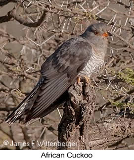 African Cuckoo - © James F Wittenberger and Exotic Birding LLC
