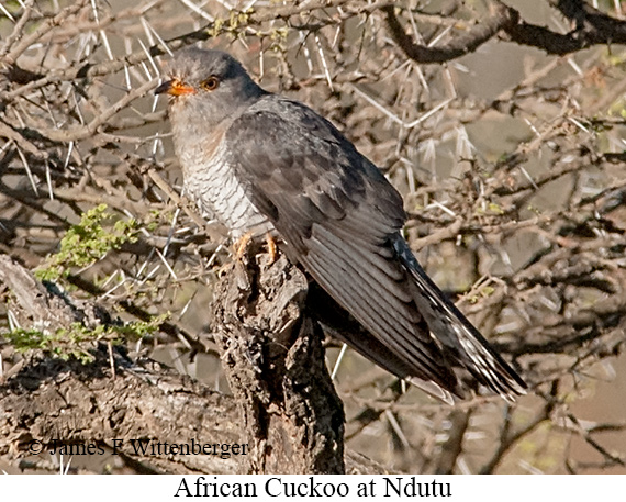 African Cuckoo - © James F Wittenberger and Exotic Birding LLC