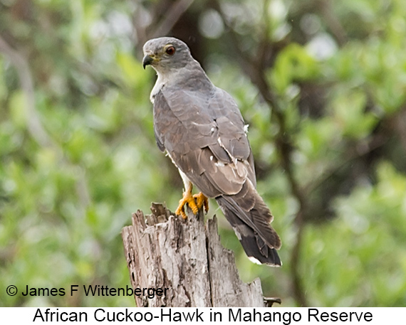 African Cuckoo-Hawk - © James F Wittenberger and Exotic Birding LLC