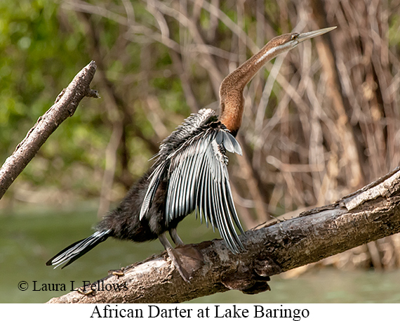African Darter - © Laura L Fellows and Exotic Birding LLC