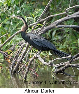 African Darter - © James F Wittenberger and Exotic Birding LLC African Darter - © James F Wittenberger and Exotic Birding LLC