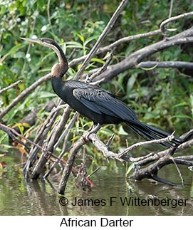 African Darter - © James F Wittenberger and Exotic Birding LLC