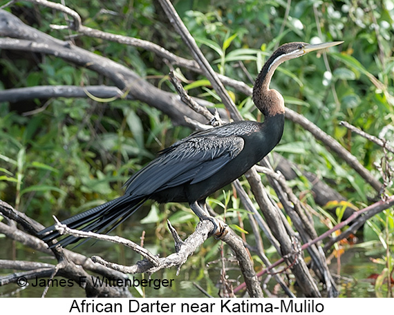 African Darter - © James F Wittenberger and Exotic Birding LLC