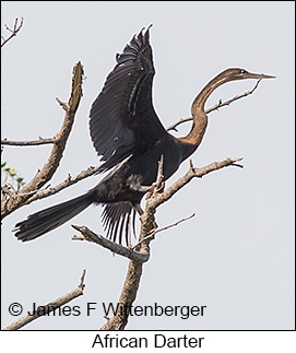 African Darter - © James F Wittenberger and Exotic Birding LLC