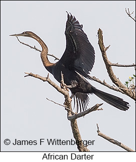 African Darter - © James F Wittenberger and Exotic Birding LLC