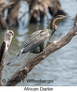 African Darter - © James F Wittenberger and Exotic Birding LLC