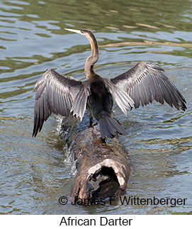 African Darter - © James F Wittenberger and Exotic Birding LLC