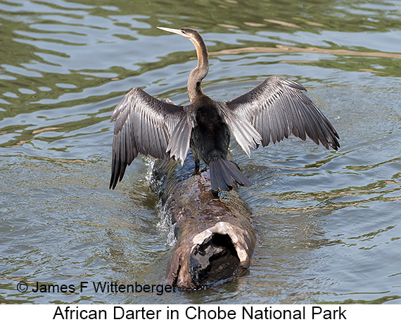 African Darter - © James F Wittenberger and Exotic Birding LLC