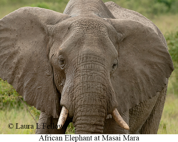 African Bush Elephant - © James F Wittenberger and Exotic Birding LLC